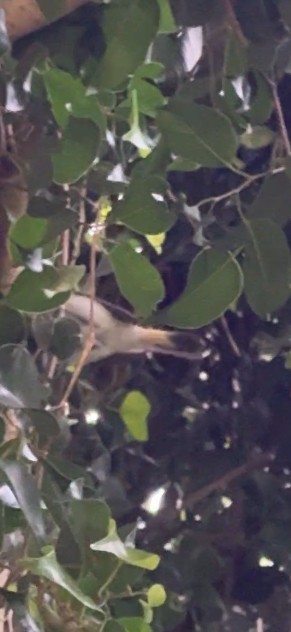 American Redstart - Ashley Hopkins