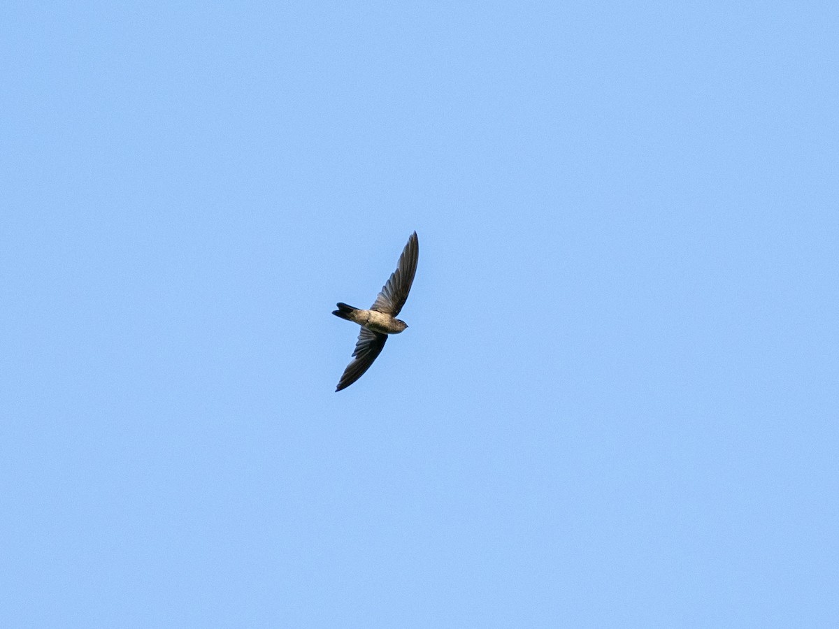 Palau Swiftlet - ML618750463