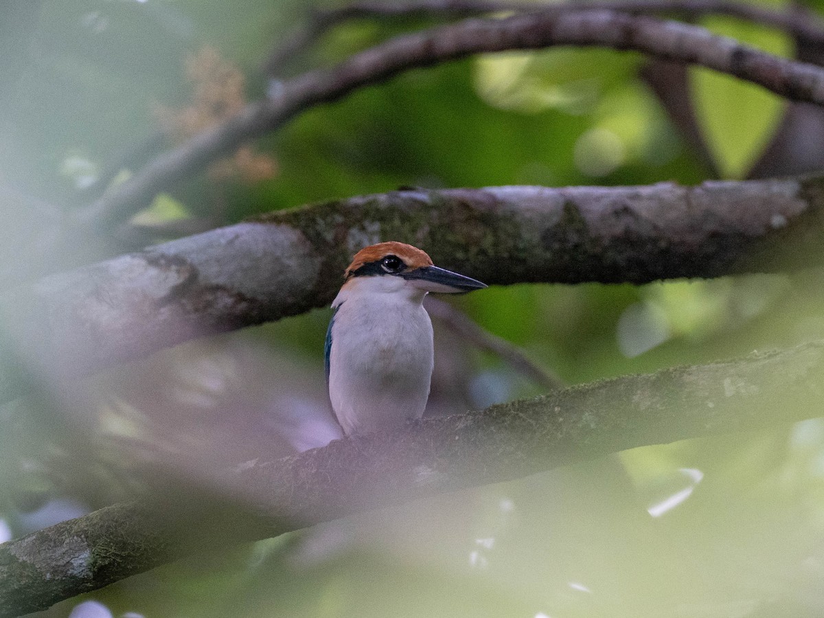 Palau Kingfisher - Rachael Kaiser