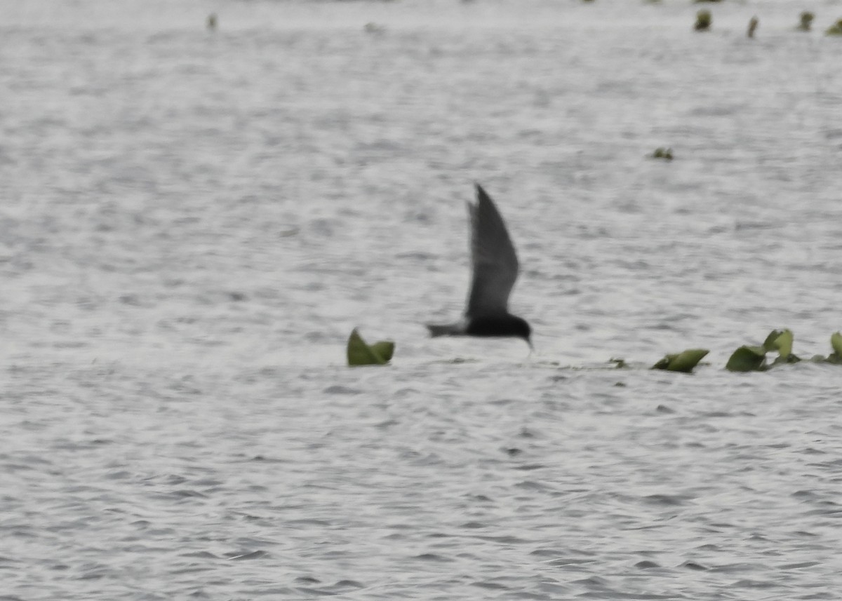 Black Tern - ML618750478