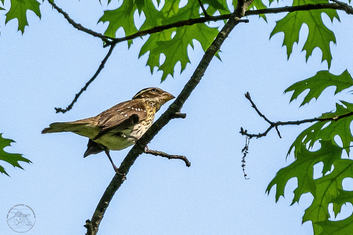 Rose-breasted Grosbeak - ML618750481