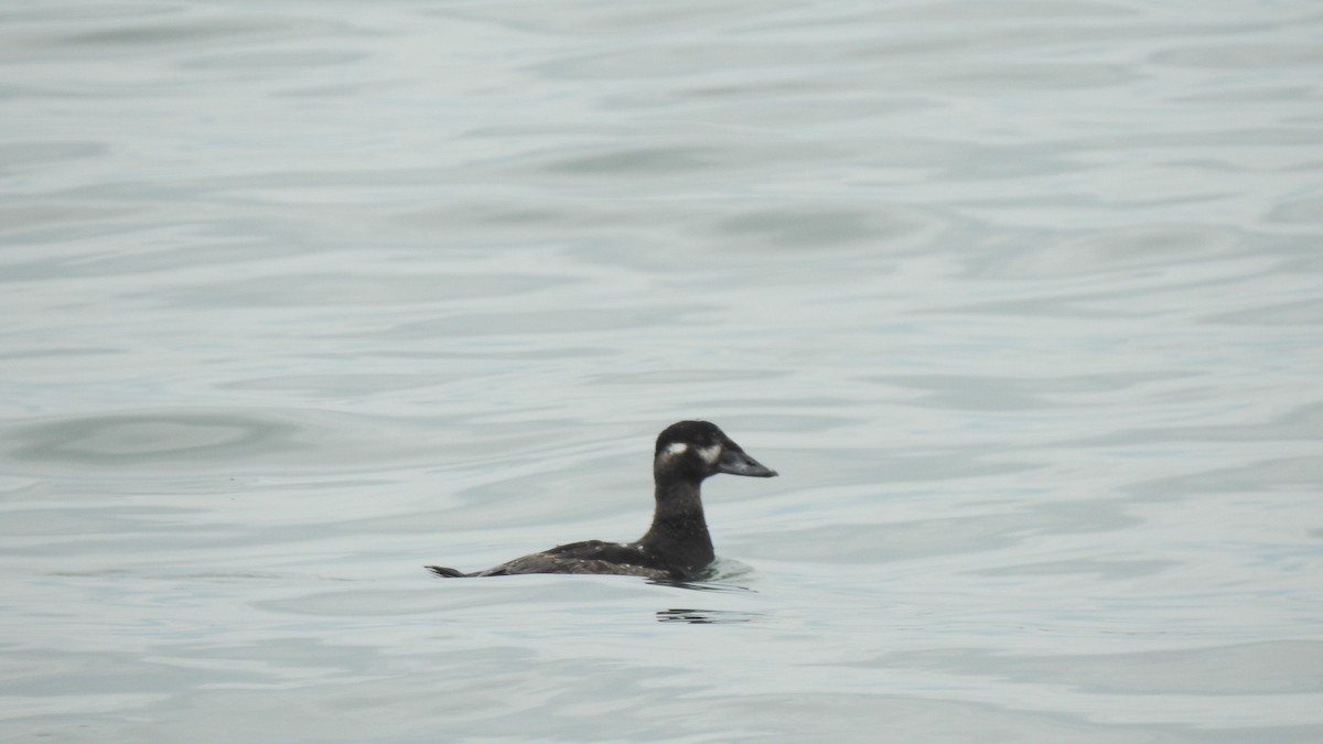 Surf Scoter - ML618750485