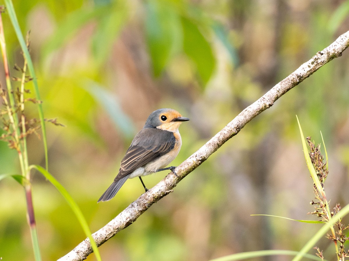 Palau Flycatcher - Rachael Kaiser