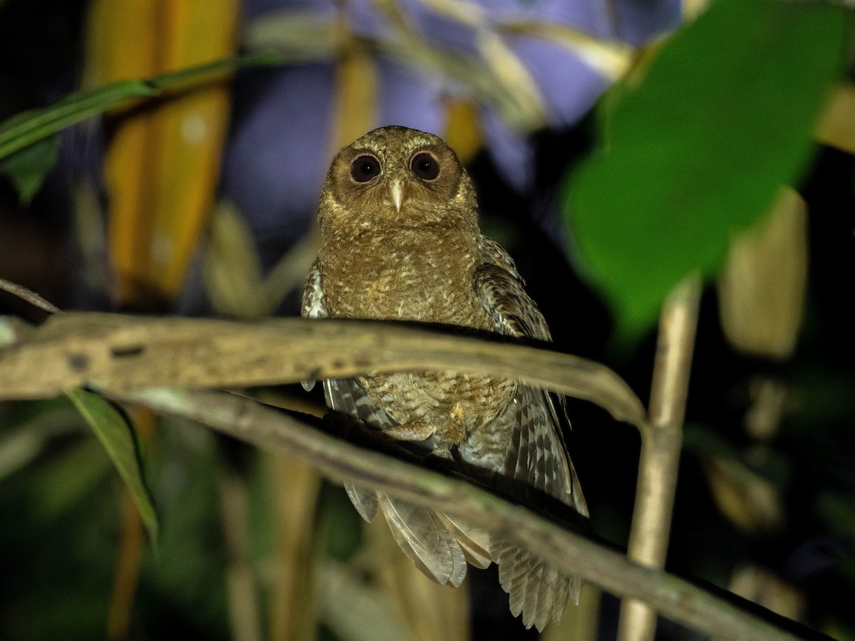 Palau Scops-Owl - ML618750557