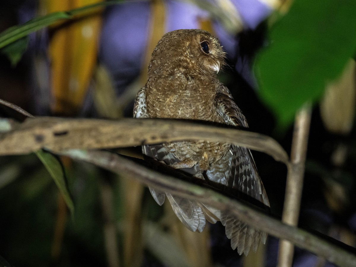 Palau Scops-Owl - ML618750558