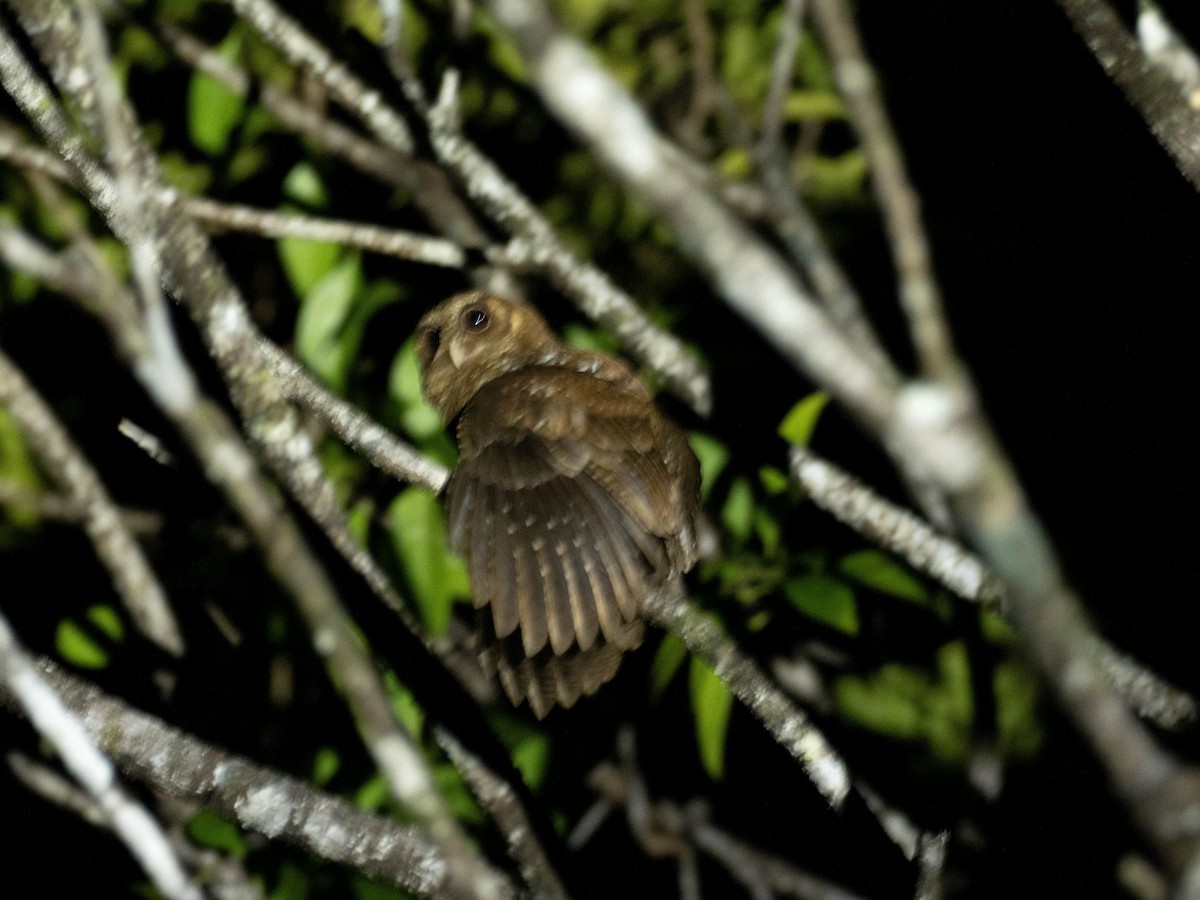 Palau Scops-Owl - ML618750561