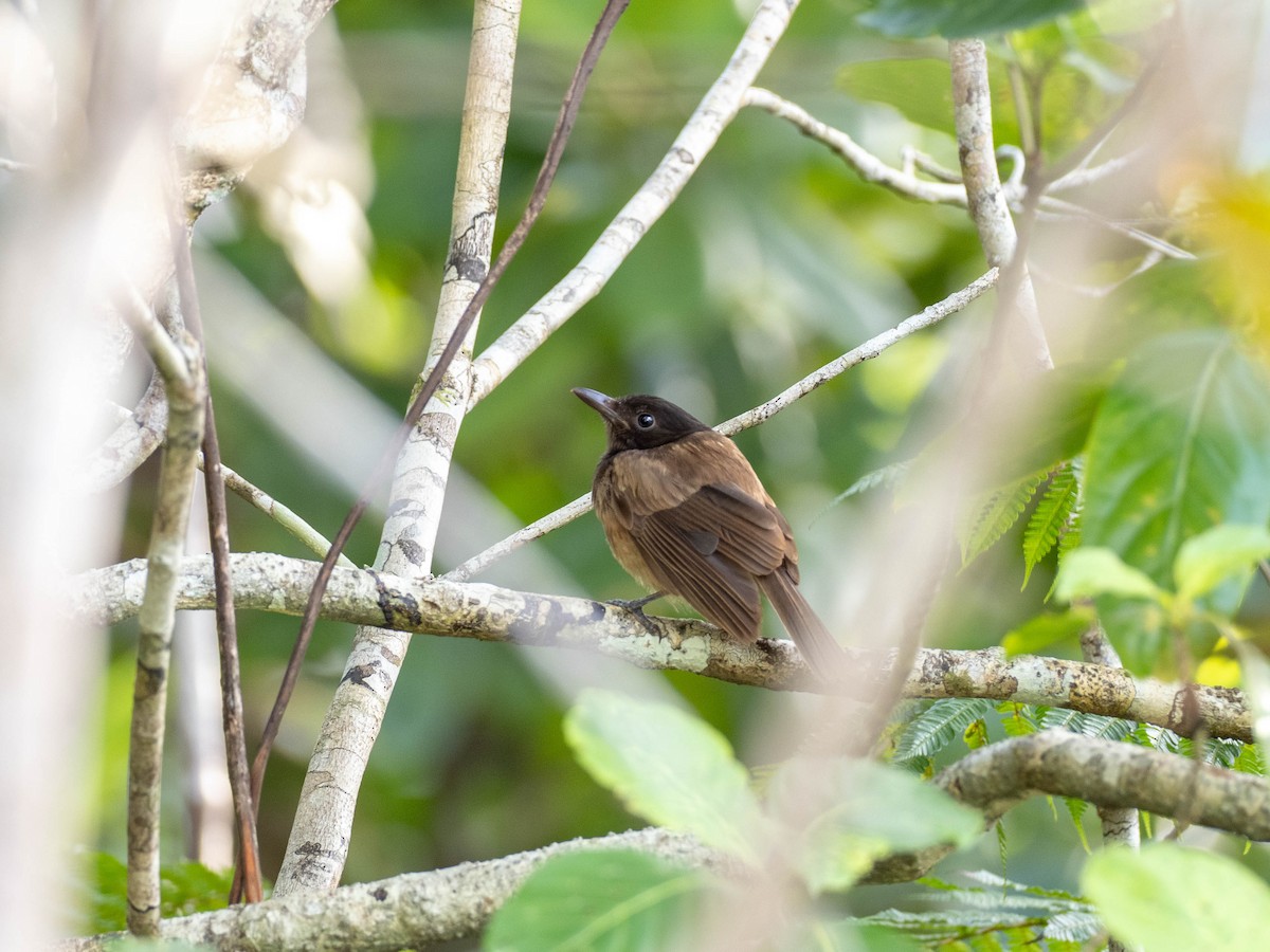 Morningbird - Rachael Kaiser