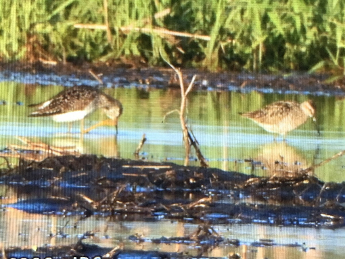 Stilt Sandpiper - ML618750593