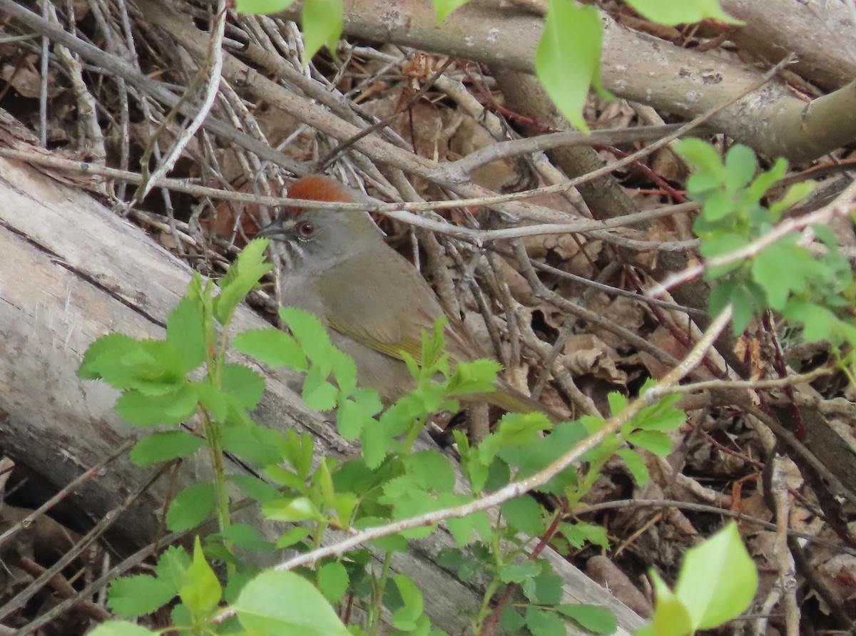 Spotted Towhee - ML618750610