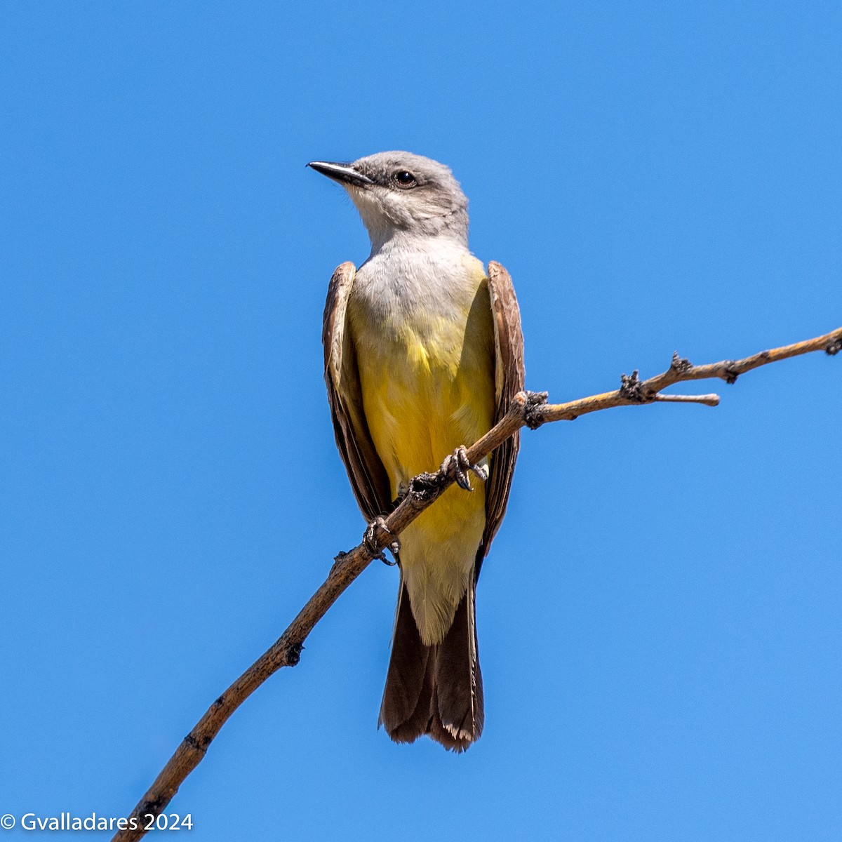 Western Kingbird - ML618750633