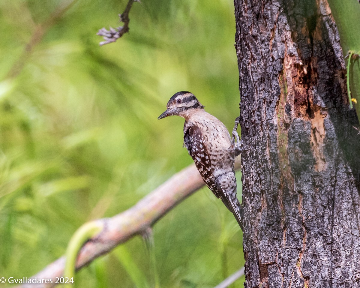 Ladder-backed Woodpecker - ML618750638