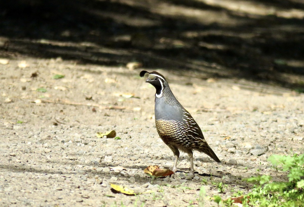 California Quail - Isaac Aronow