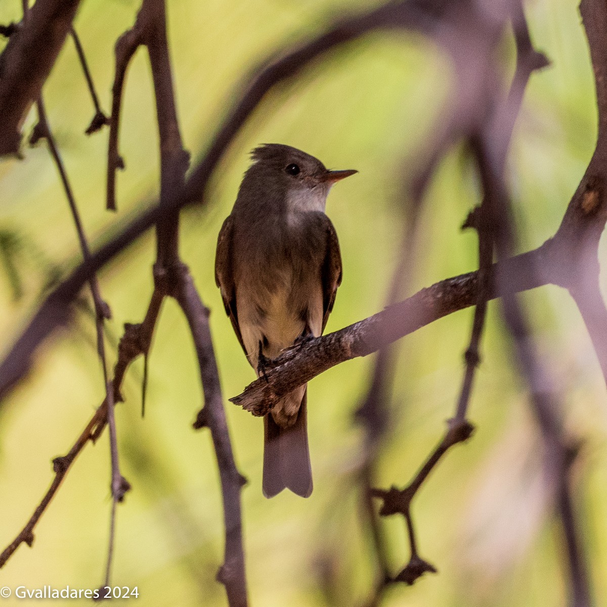 Western Wood-Pewee - George Valladares