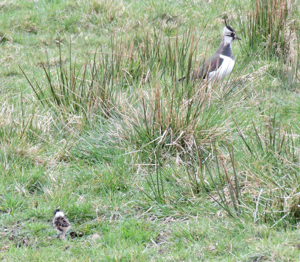 Northern Lapwing - Holly Lanmon