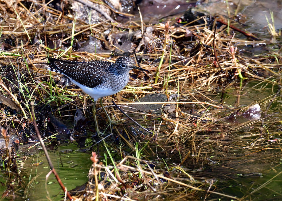 Solitary Sandpiper - Sylvain Lapointe