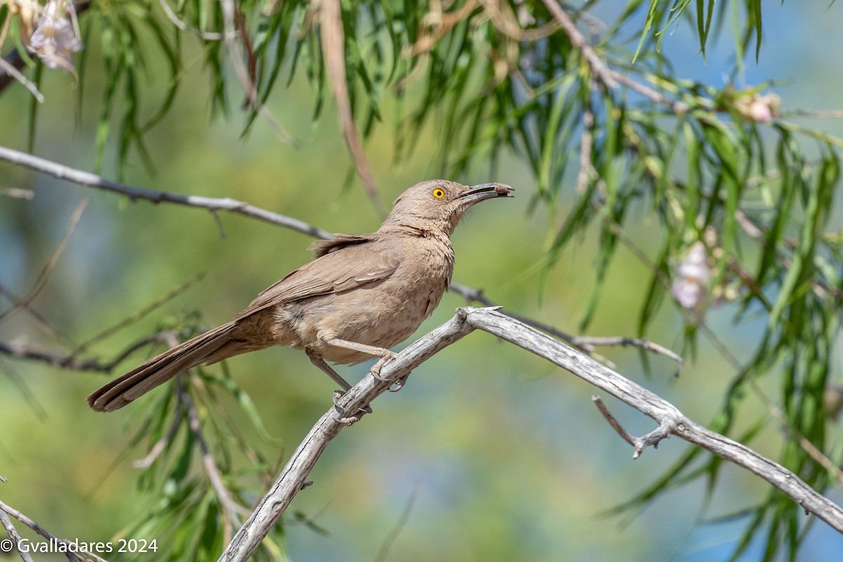 Curve-billed Thrasher - ML618750717