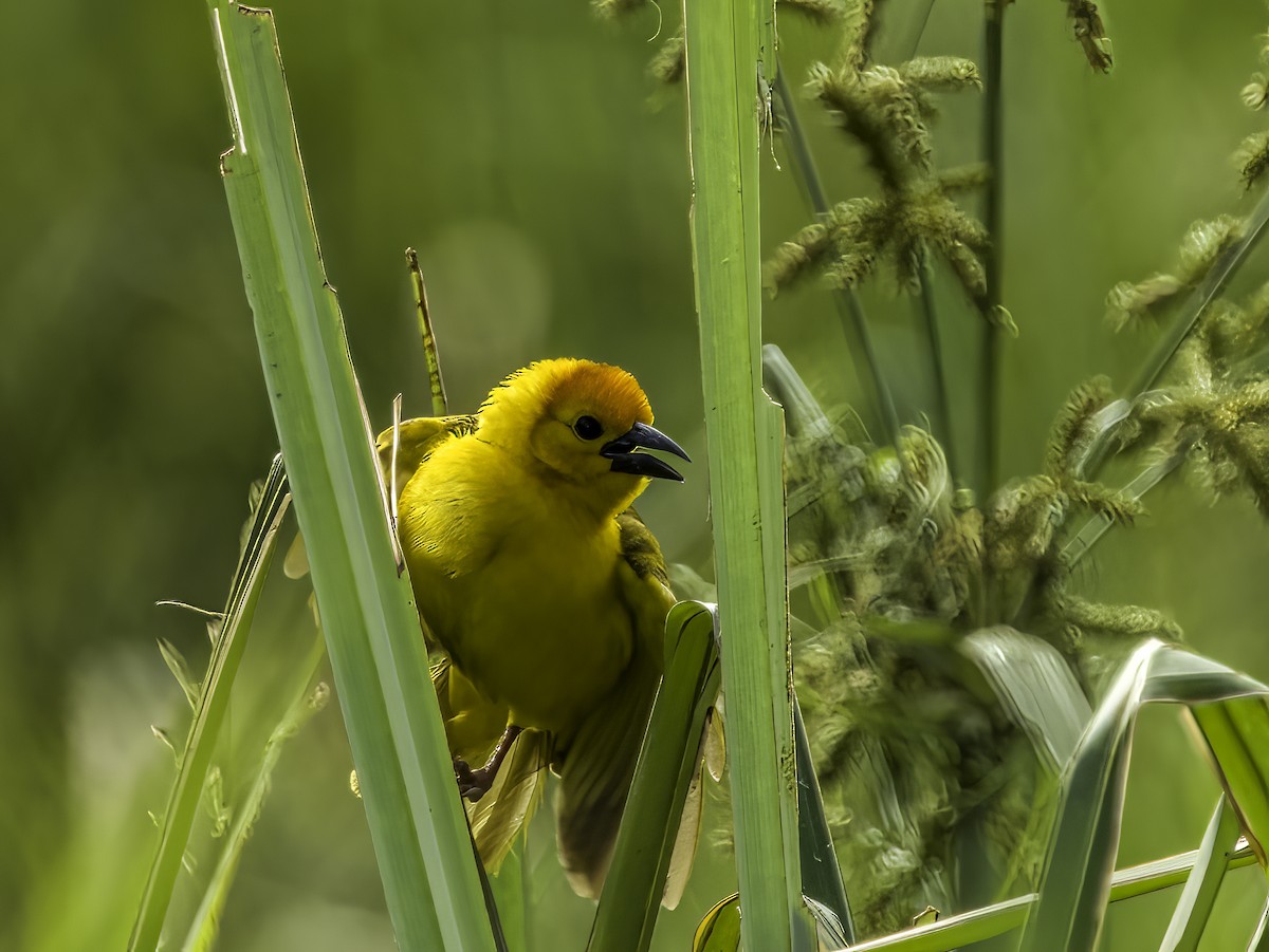 Taveta Golden-Weaver - ML618750723