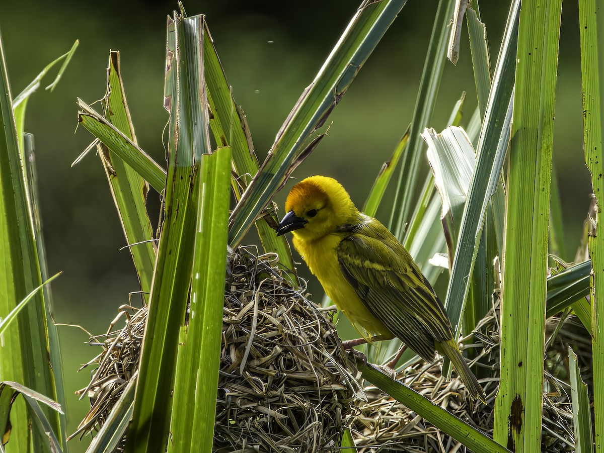 Taveta Golden-Weaver - ML618750726