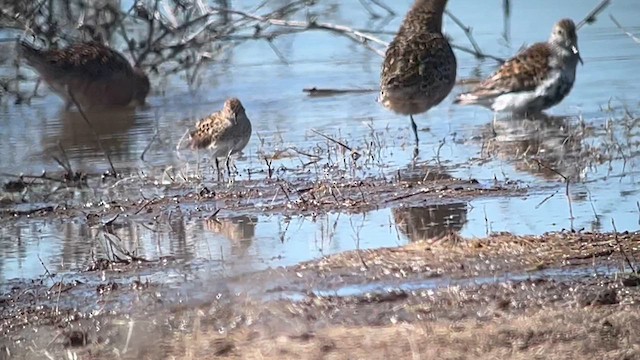 Least Sandpiper - ML618750734