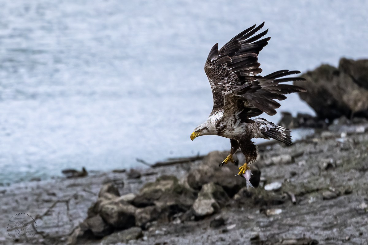 Bald Eagle - Pam Toerner