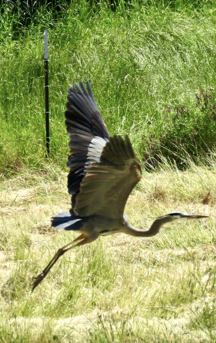 Garza Azulada - ML618750750