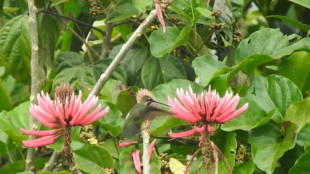 Long-billed Starthroat - ML618750799