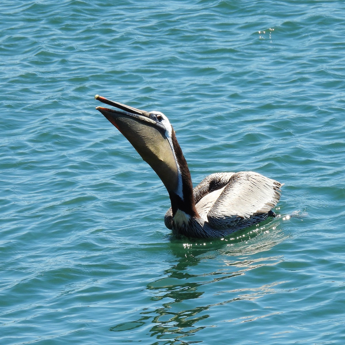pelikán hnědý - ML618750808