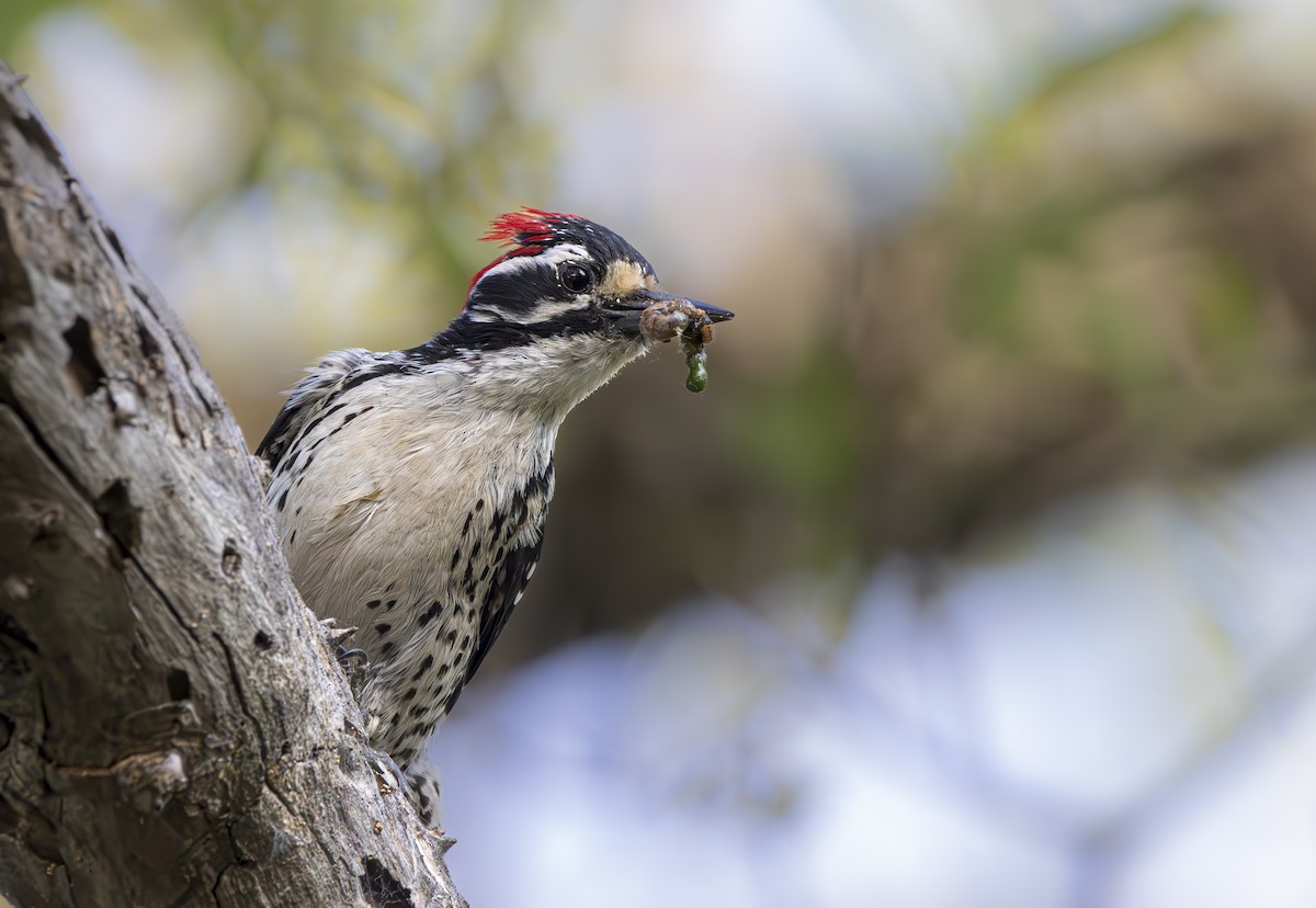 Nuttall's Woodpecker - ML618750838