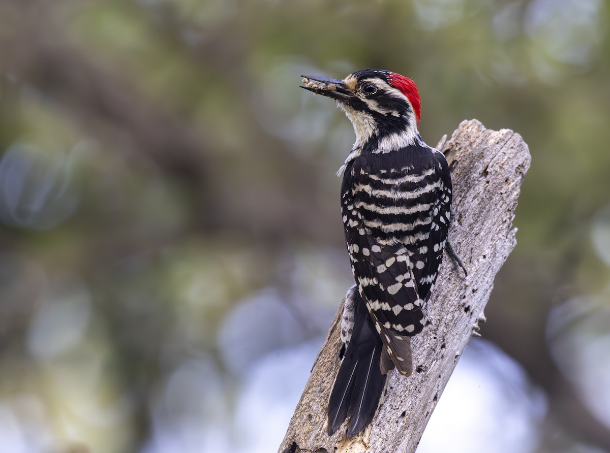 Nuttall's Woodpecker - ML618750839