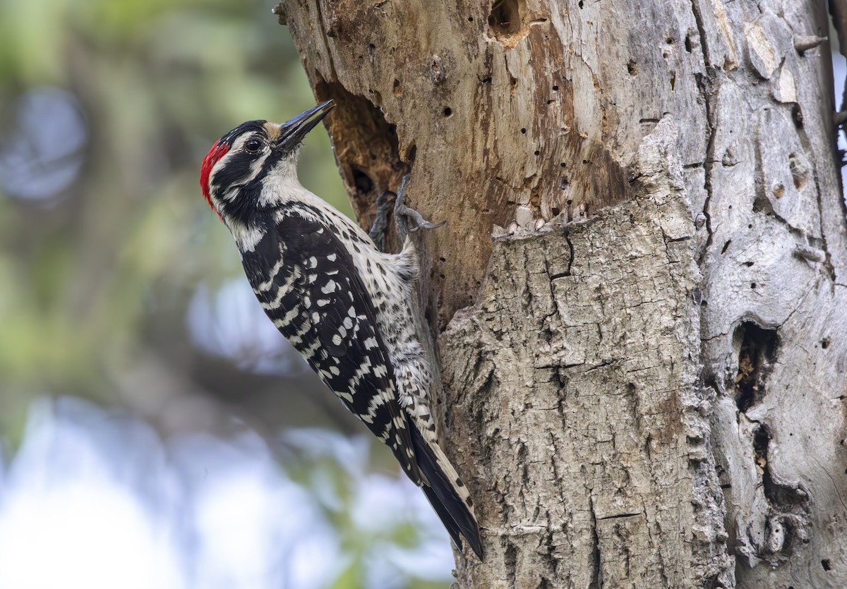 Nuttall's Woodpecker - Braxton Landsman