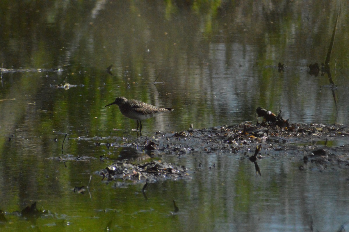 Solitary Sandpiper - ML618750843