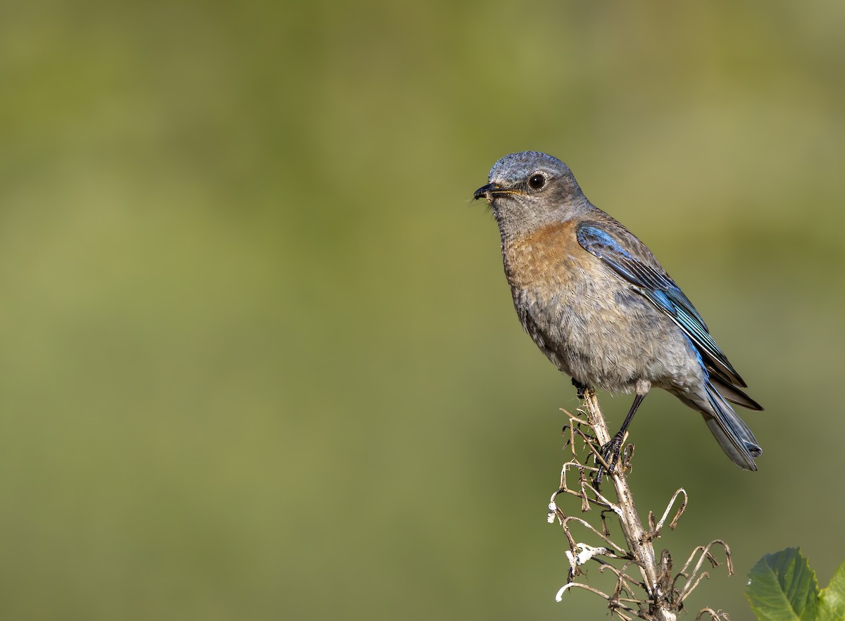 Western Bluebird - ML618750856