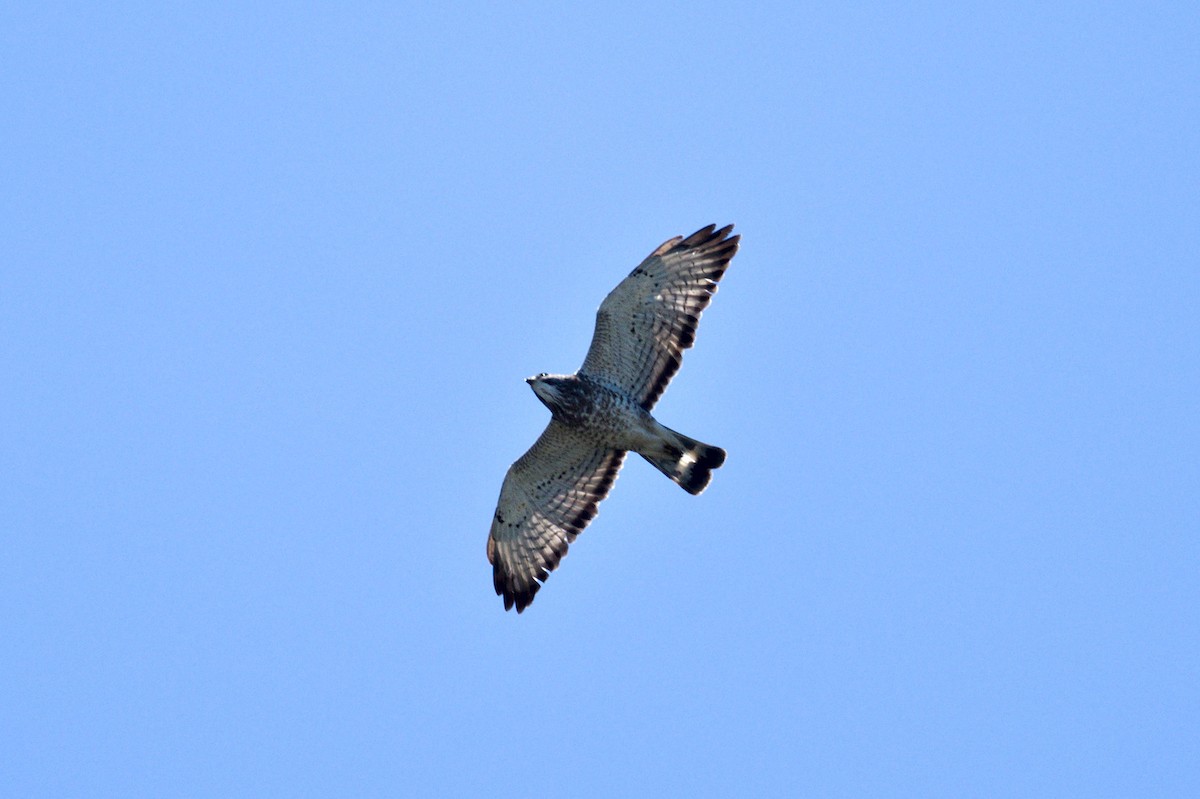 Broad-winged Hawk - Nico Stuurman