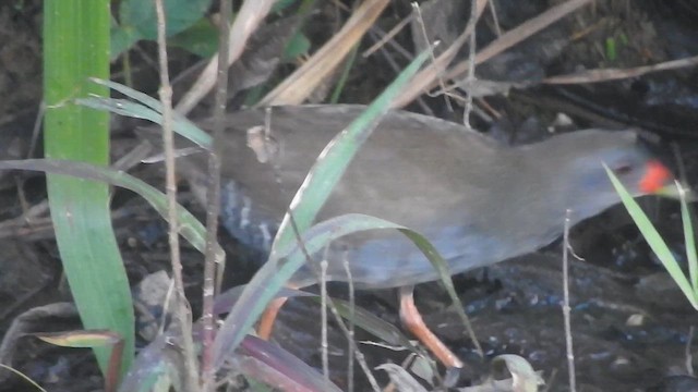 Paint-billed Crake - ML618750963