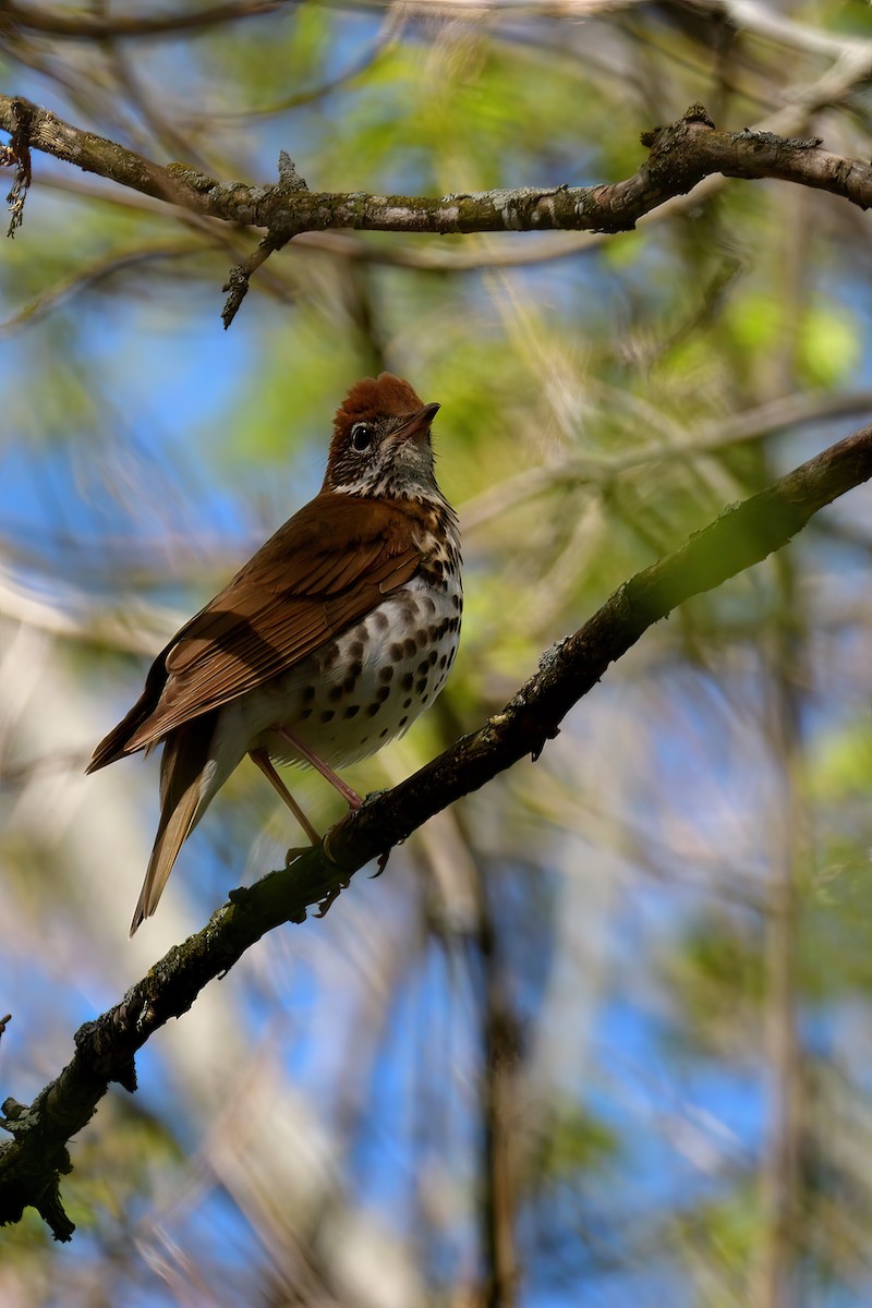 Wood Thrush - ML618750976