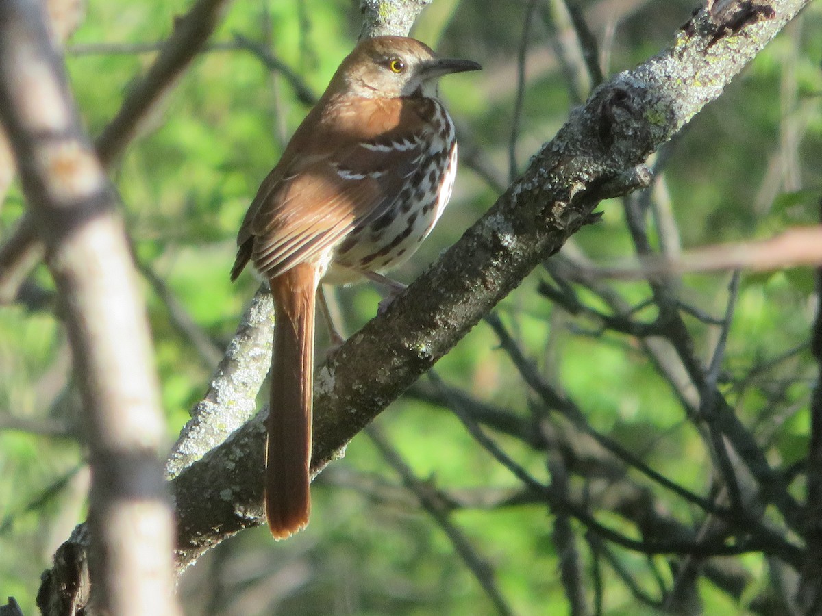 Brown Thrasher - ML618751025