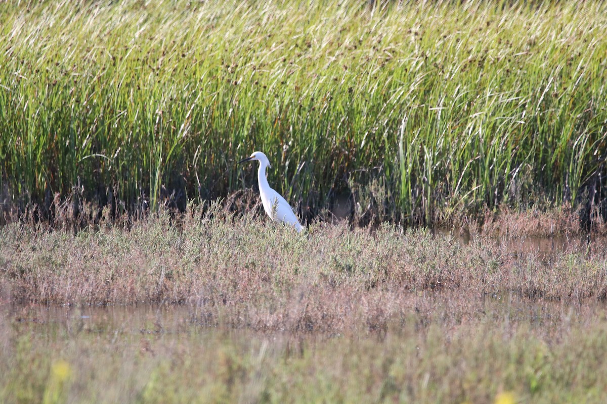 Snowy Egret - Rachel Street