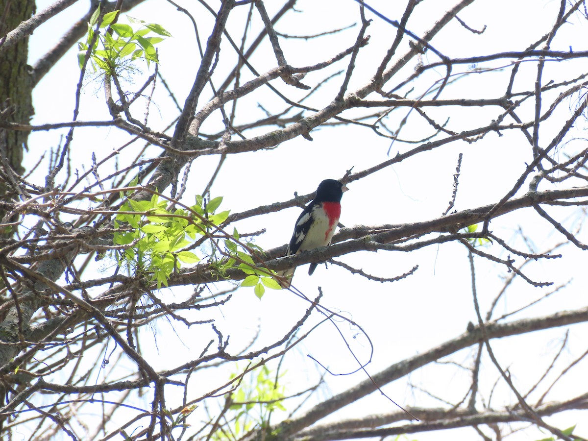 Rose-breasted Grosbeak - Aaron Pietsch