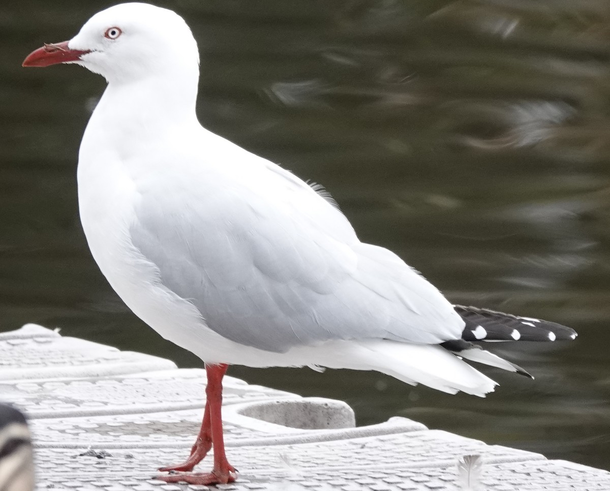 Mouette argentée (novaehollandiae/forsteri) - ML618751052