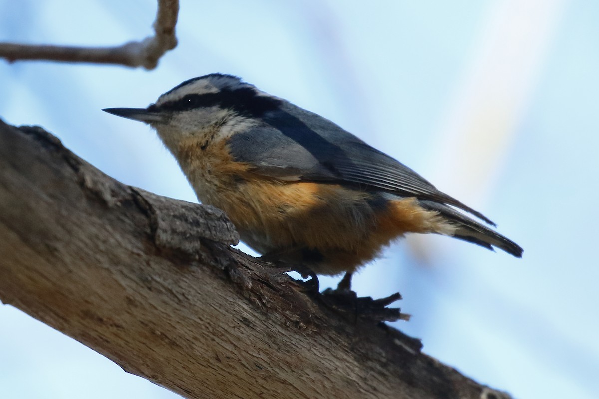 Red-breasted Nuthatch - Douglas Faulder