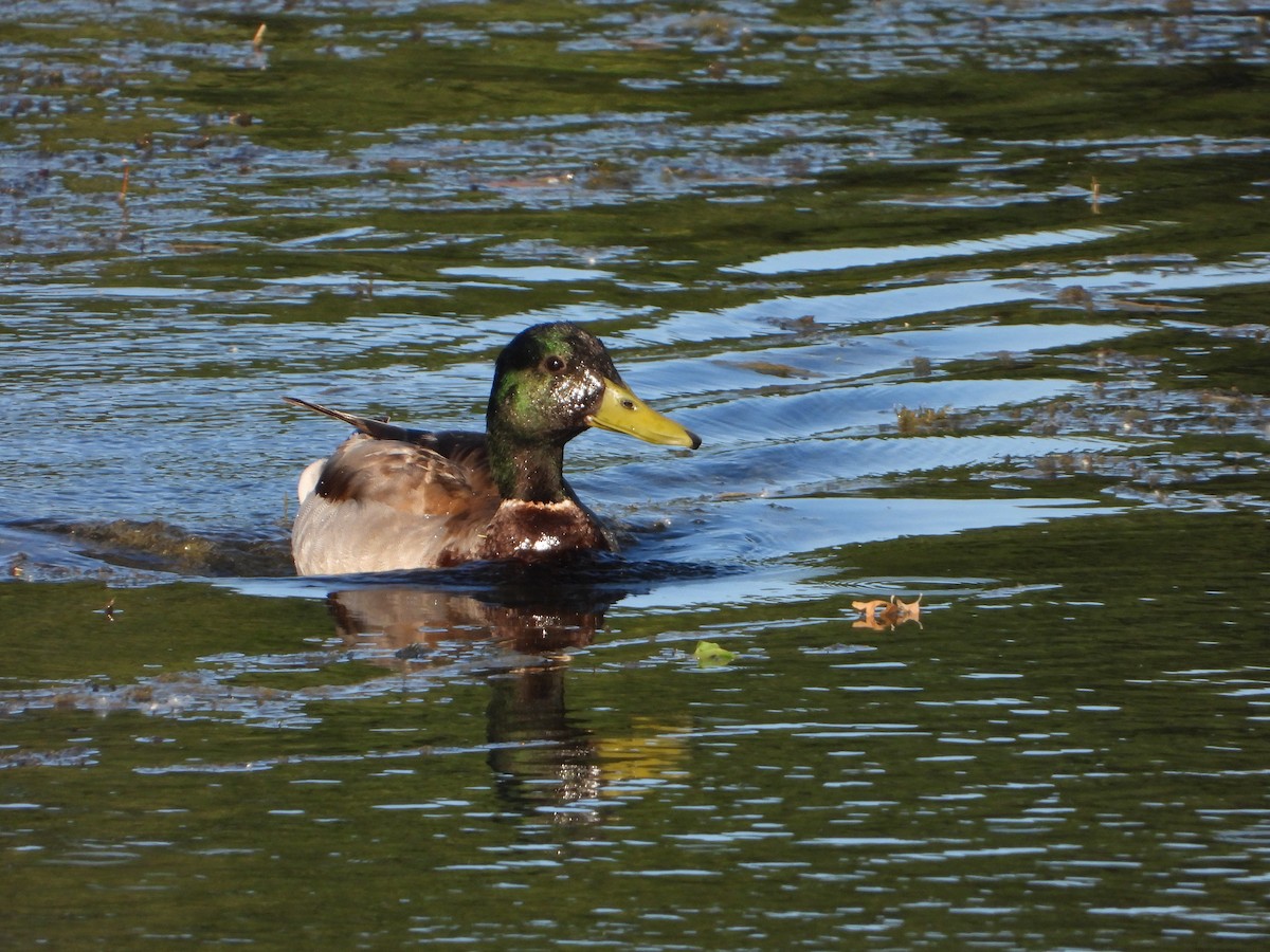 Stockente - ML618751068