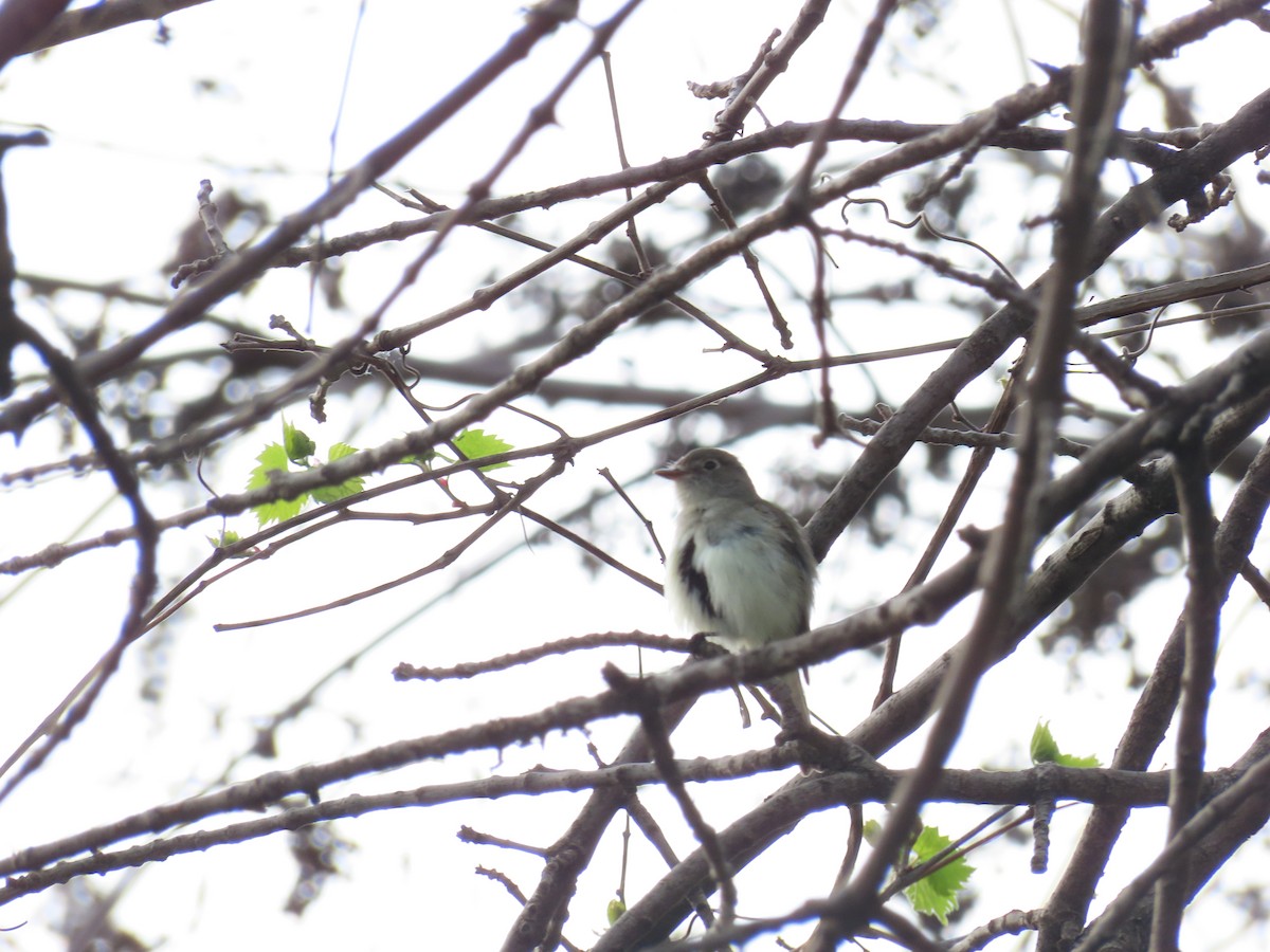 Least Flycatcher - Aaron Pietsch