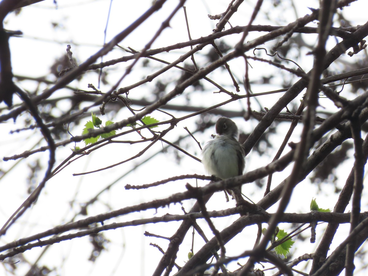 Least Flycatcher - ML618751129