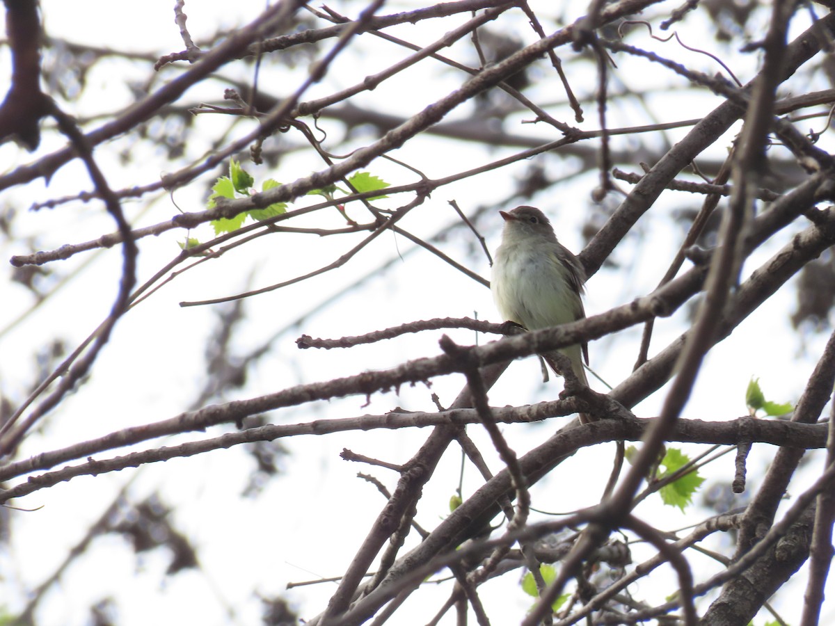 Least Flycatcher - ML618751130