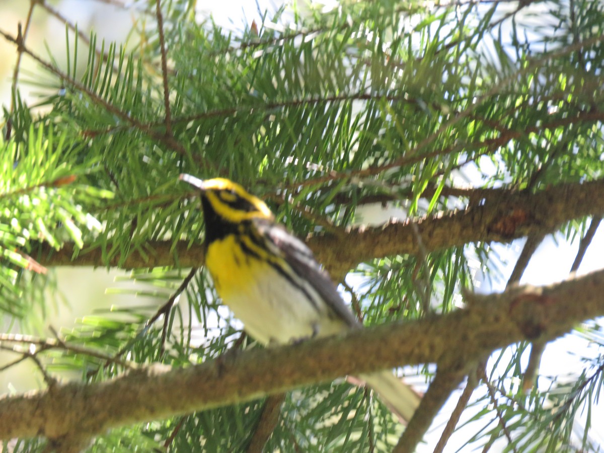 Townsend's Warbler - ML618751132