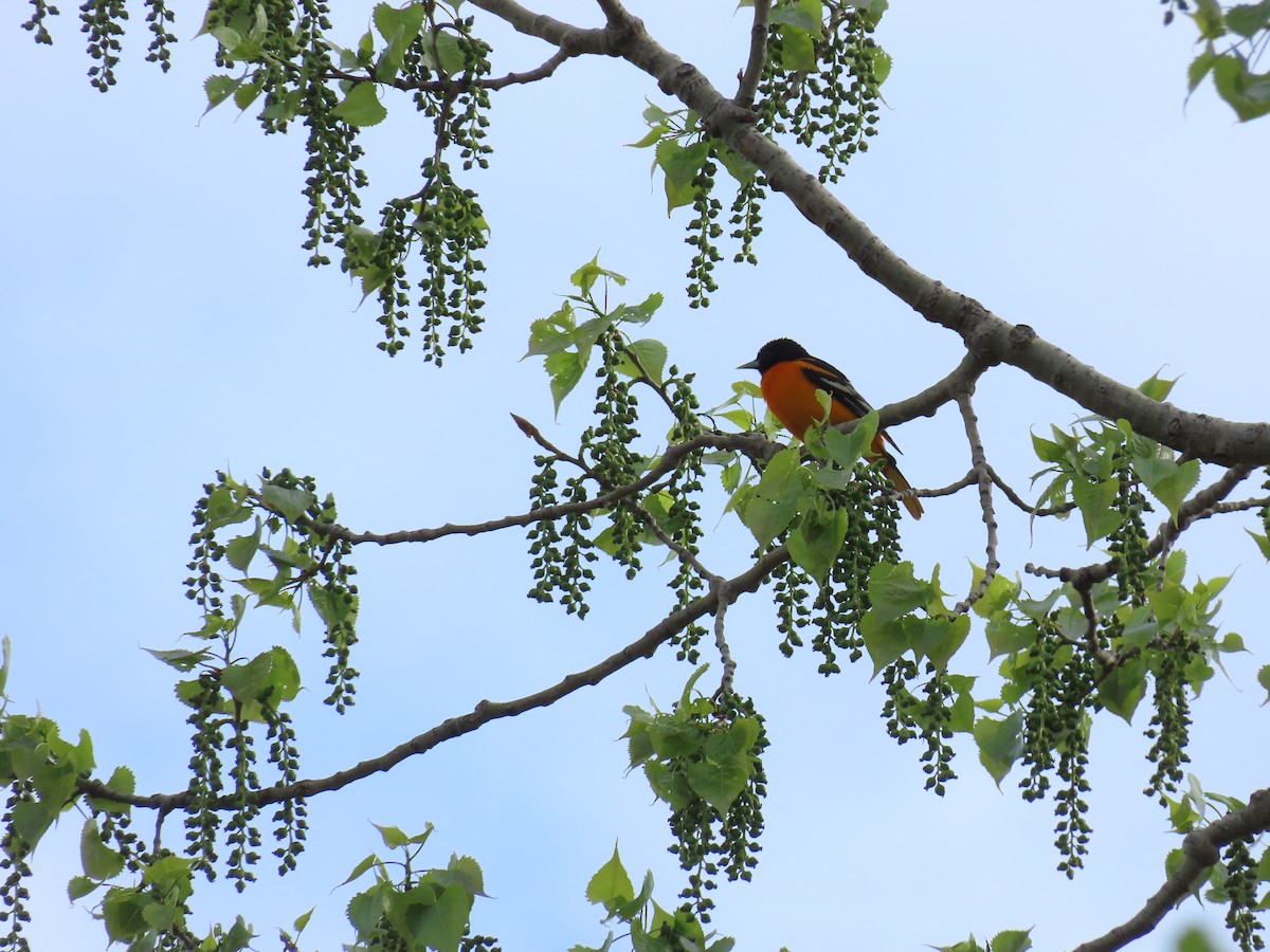 Baltimore Oriole - Aaron Pietsch