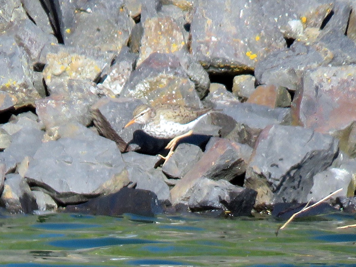 Spotted Sandpiper - Bea Harrison