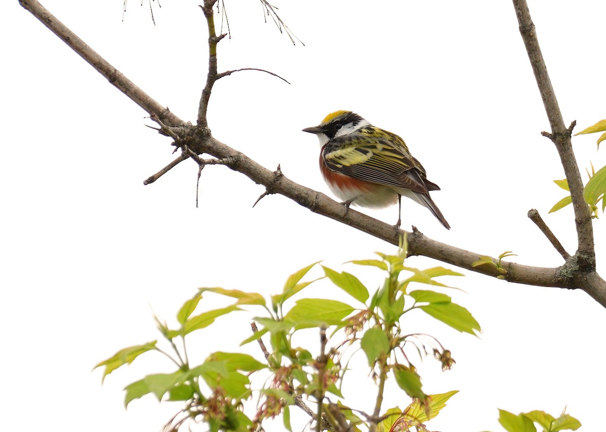 Chestnut-sided Warbler - ML618751183