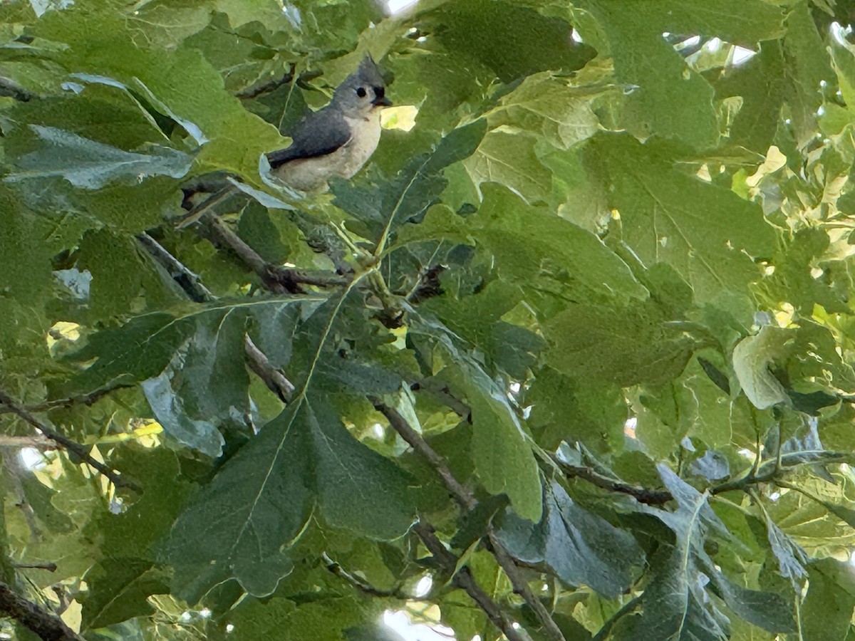 Tufted Titmouse - ML618751210