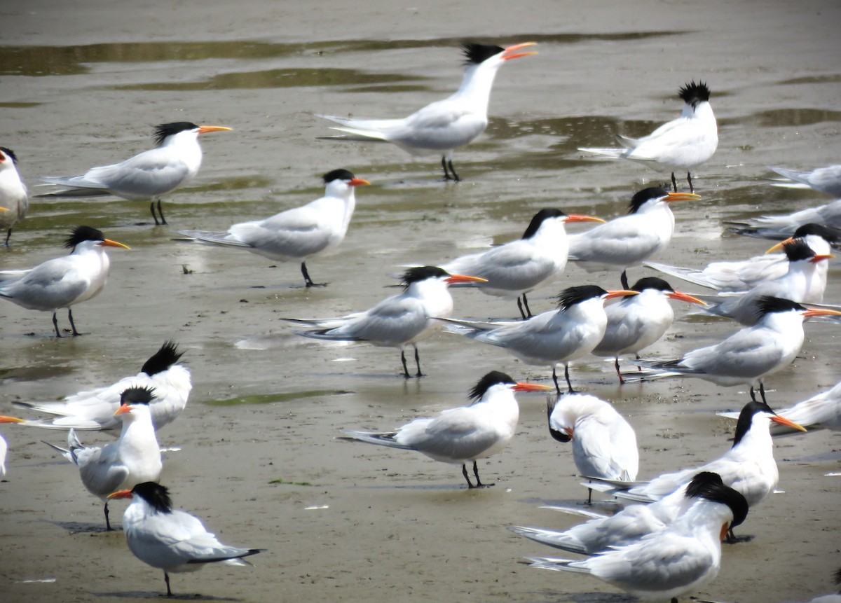 Elegant Tern - ML618751229